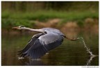 Volando Volando