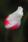 Tulipano Tulipano