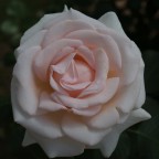 Rosa bis Rosa bis