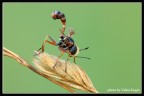 Strano insetto (Conopidae) Strano insetto (Conopidae)
