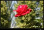 rosa rosa