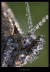 Million Bubble Portrait Million Bubble Portrait