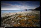 SEA AND FLOWERS SEA AND FLOWERS