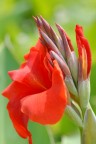 Fiore Fiore