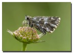 Malvoides Malvoides