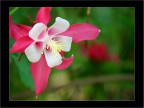 fiorellino rosa fiorellino rosa