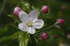 fiore di melo fiore di melo