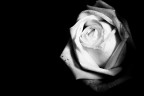 Rosa "Rosa" Rosa "Rosa"