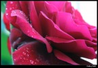 rosa rosa