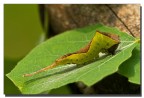 Bruco di Cerura vinula Bruco di Cerura vinula