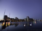 royal docks swan royal docks swan