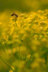 Tutto giallo Tutto giallo