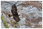 Aquila Reale Aquila Reale
