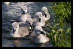 Piccoli cigni a Brivio (LC)
Nikon D300, Sigma 70-300
150mm, f8, 1/1250sec., ISO 320