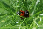 Coccinelle.... Coccinelle....