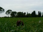 la vita di una pignetta.. la vita di una pignetta..