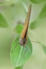 Occhi Pallati Occhi Pallati