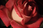 ROSA ROSA