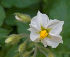 fiore di patata fiore di patata