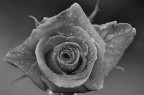 Rosa Rosa