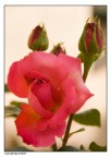 ancora una rosa ancora una rosa