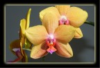 Orchidea Orchidea