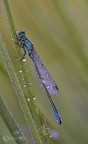 damigella sibolla damigella sibolla