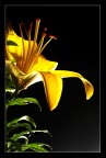 Flower Flower