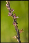 Orchidea Orchidea