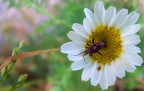 Natura Natura