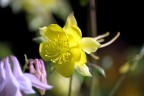 Fiore giallo Fiore giallo