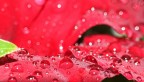 drops drops