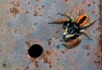 Philaeus Chrysops maschio Philaeus Chrysops maschio