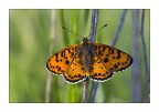 Orange butterfly Orange butterfly