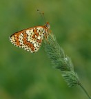Butterfly Butterfly