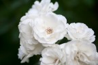 Fiori Fiori