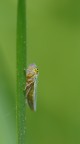 cicadella