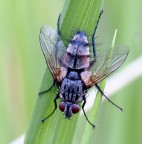 Mosca Mosca