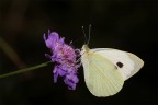 ...Farfalla...!!! ...Farfalla...!!!