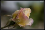 Rosa Rosa
