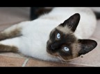 Micio Micio
