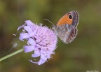 farfallina farfallina