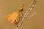 La farfallina della Calvana La farfallina della Calvana
