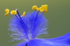 Giallo nel blu Giallo nel blu