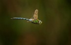 Prima libellula. Prima libellula.
