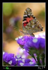 Vanessa Cardui Vanessa Cardui