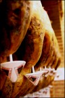 JAMON JAMON