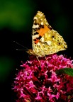 farfalla su fiore farfalla su fiore