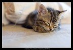 Pallino Pallino
