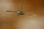 Seconda libellula. Seconda libellula.